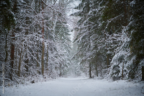 Perspective pathway through magic snowy winter forest
