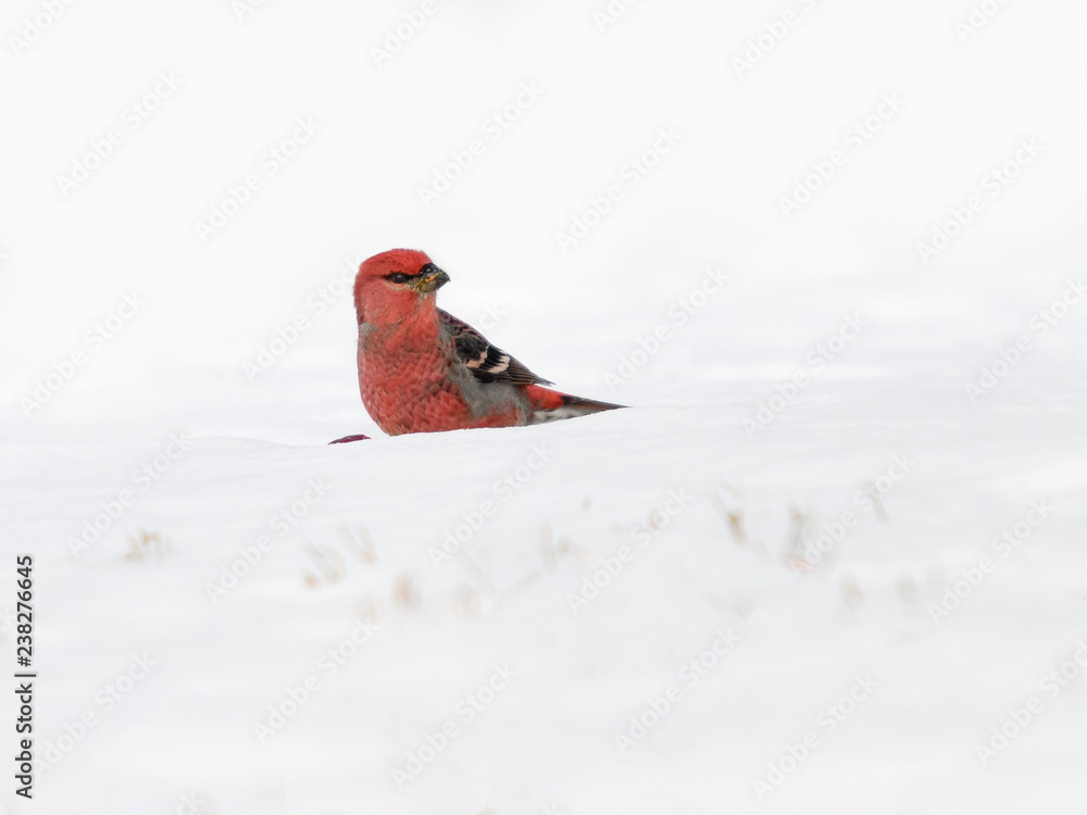 Pine Grosbeak Male Siting on Snow in Winter Pine Grosbeak Male Siting on Snow in Winter