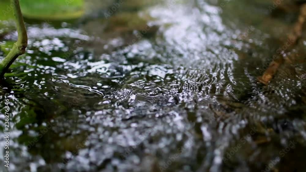Freshwater Stream With Plants Freshwater Stream With Plants