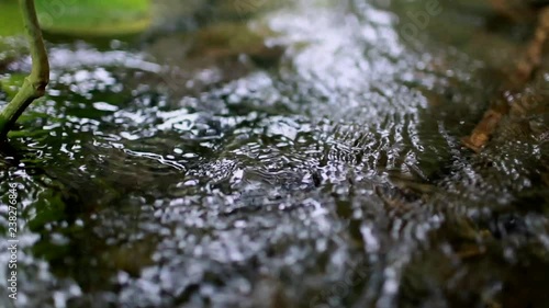 Freshwater Stream With Plants