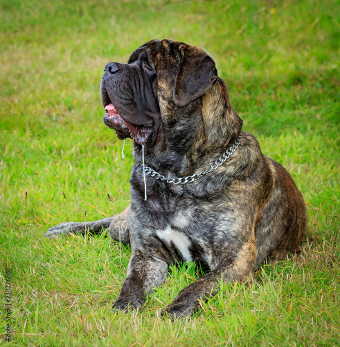 alert, drooling  brindle mastiff