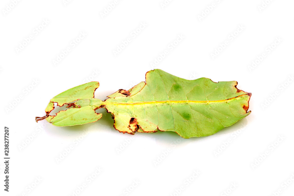 Großes Wandelnde Blatt (Phyllium giganteum) - leaf insect - obrazy, fototapety, plakaty 