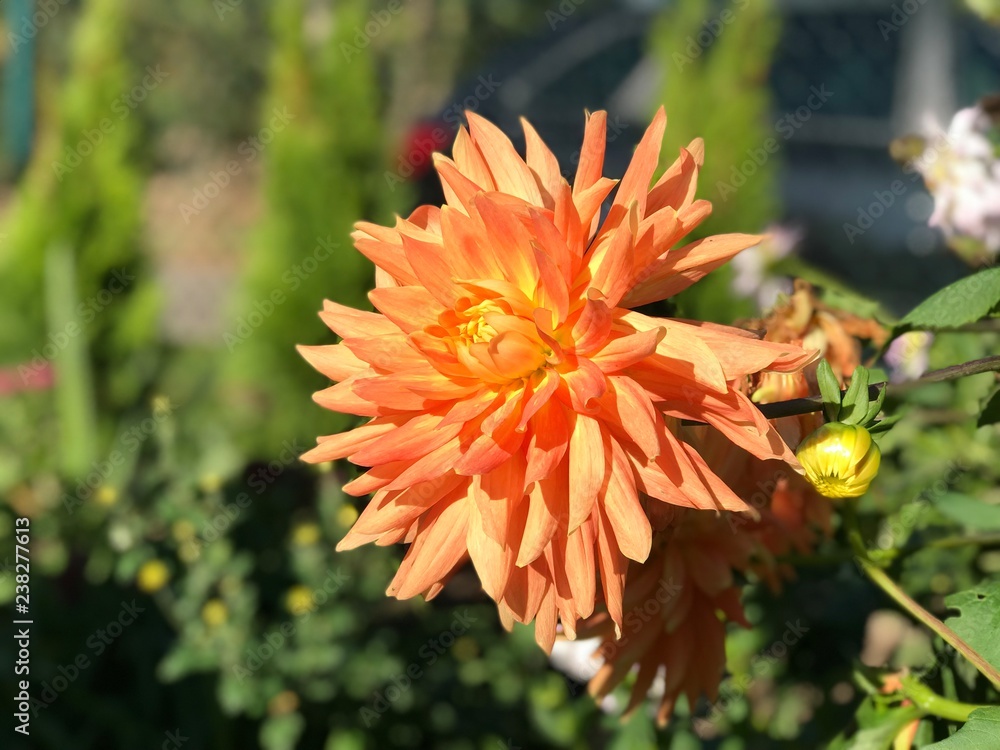 Orangefarbene Dahlie