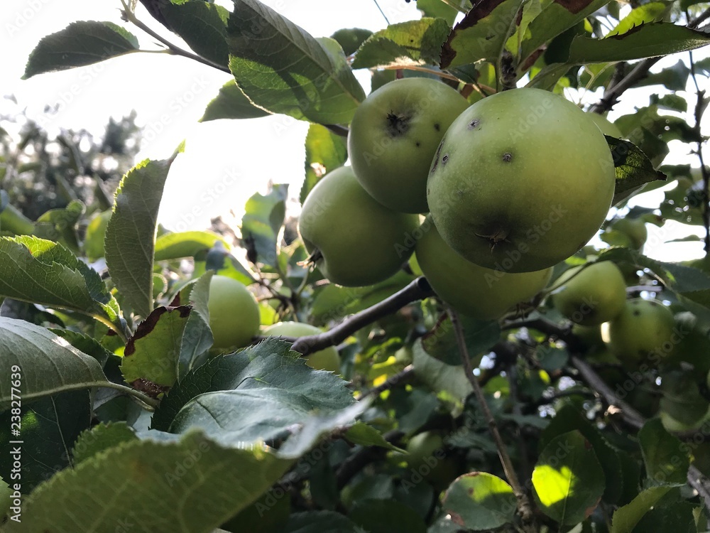 Herbstäpfel