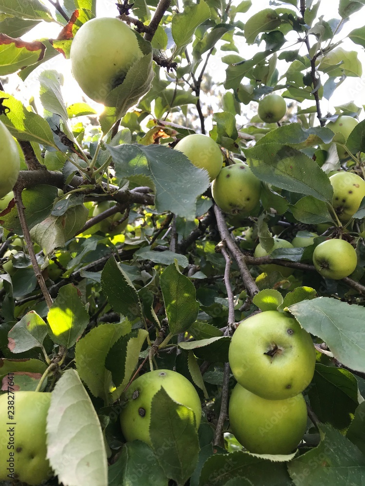 Apfelbaum im Herbst