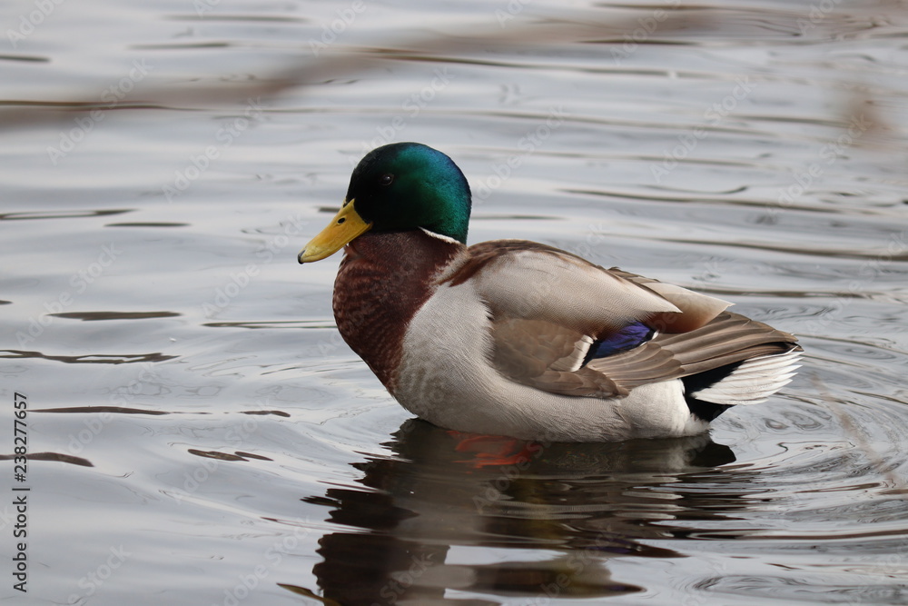 Fototapeta premium Ente