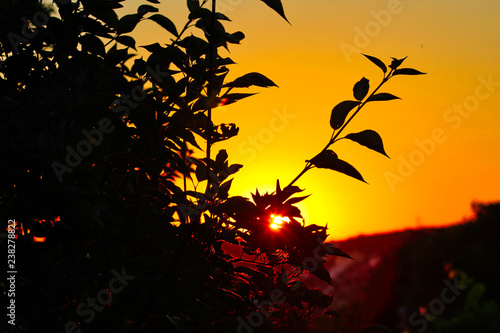 Sonnenuntergang im Saarland - Sonne scheint durch Strauch
