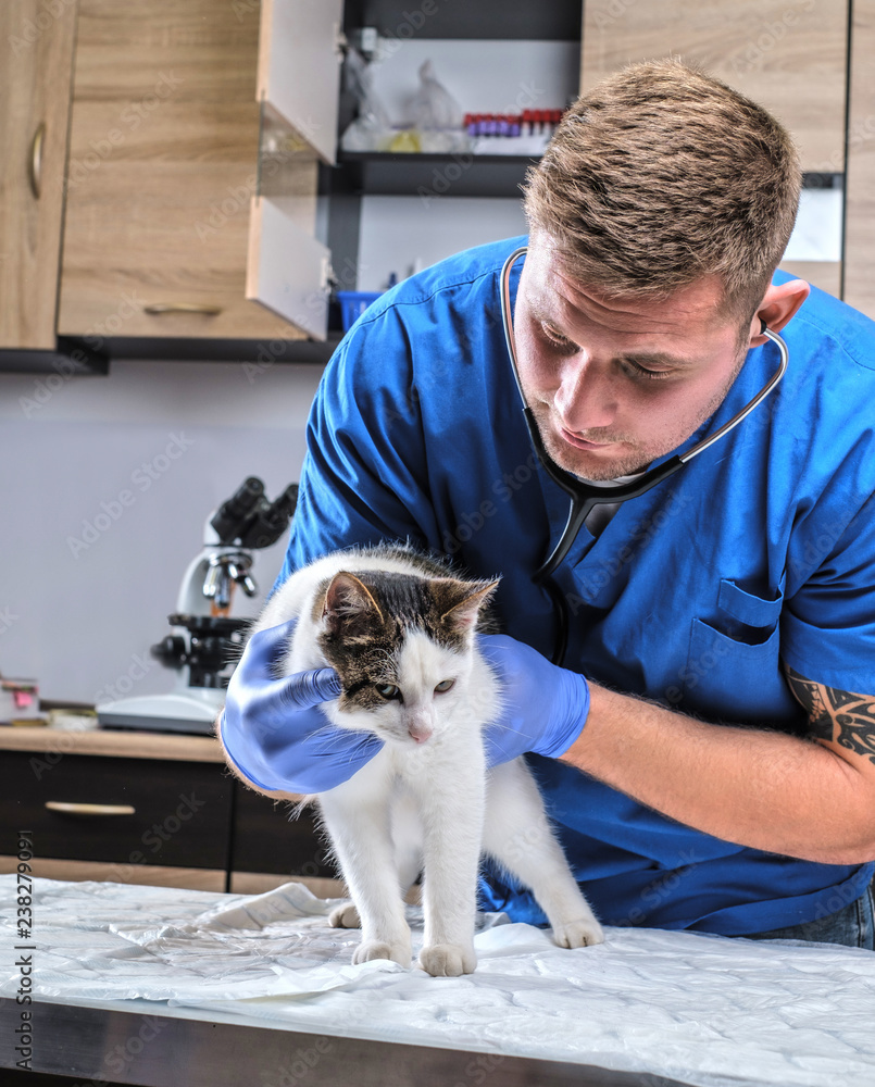 Veterinary doctor examining a sick cat with stethoscope in a vet clinic