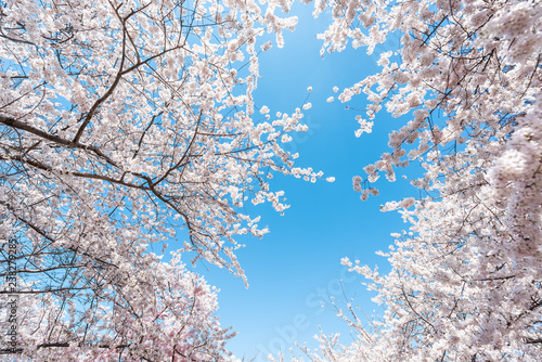 Looking up, low angle view on fluffy cherry blossom sakura trees isolated against sky perspective with pink flower petals in spring, springtime Washington DC or Japan, branches
