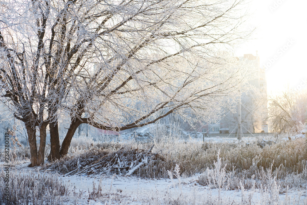 Winter landscape - frosty trees in snowy forest in the sunny morning. Tranquil winter nature in sunlight Winter landscape - frosty trees in snowy forest in the sunny morning. Tranquil winter nature in sunlight