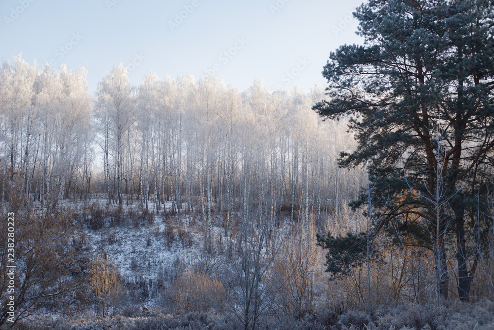 Snow covered trees in the winter forest with road Snow covered trees in the winter forest with road