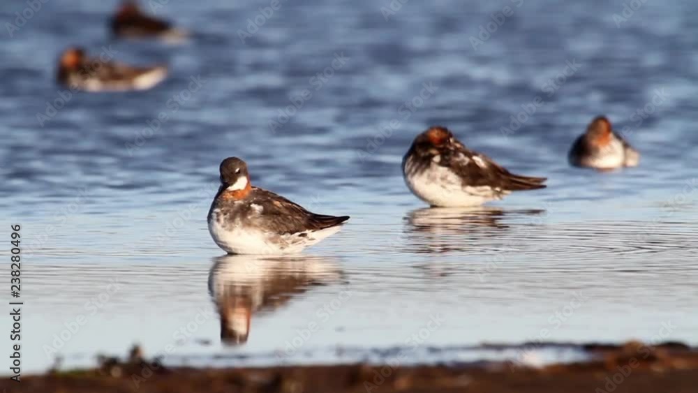 Red necked phalarope in the lake Red necked phalarope in the lake