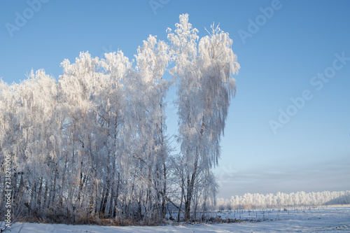 Winter landscape - frosty trees in snowy forest in the sunny morning. Tranquil winter nature in sunlight