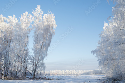 Snow covered trees in the winter forest with road