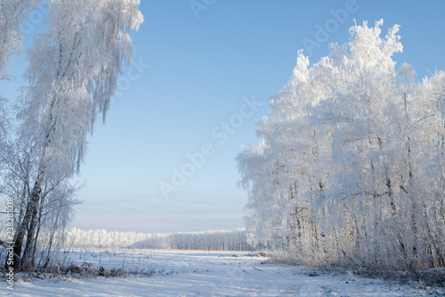 Snow covered trees in the winter forest with road