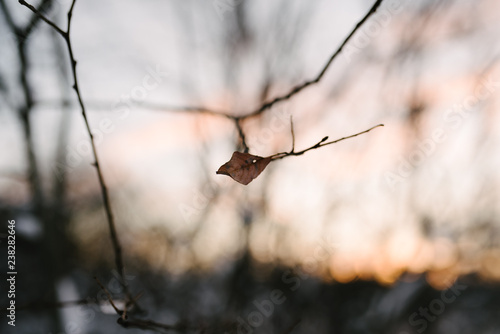 leaf on branch