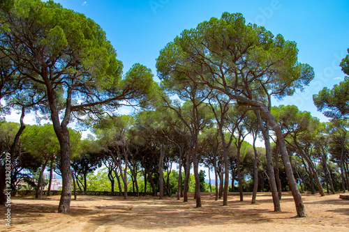 trees in park