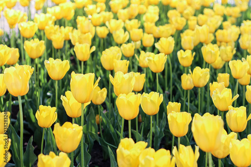 Yellow flowers. Tulips. It is a lot of flowers.