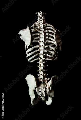 Torso skeleton human bone close up isolated on black background