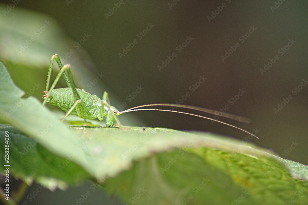Fototapeta premium sauterelle