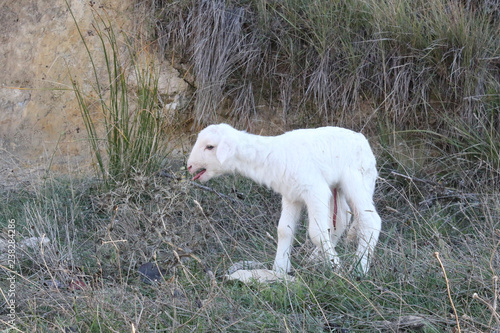 A recently birth lamb, with still the umbilical cord, looking for its mother sheep walking on grass in the mountains of Monterde, Aragon region, Spain