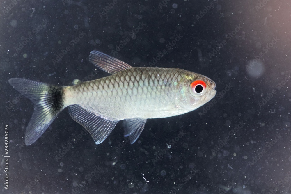 Redeye tetra (Moenkhausia sanctaefilomenae) Redeye tetra (Moenkhausia sanctaefilomenae)
