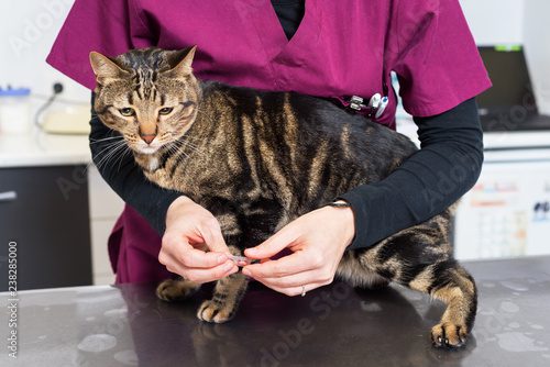 Veterinarian doctor giving a pill for deworming a cat photo