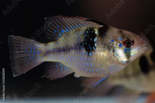 Ram chilid (Mikrogeophagus ramirezi) photo