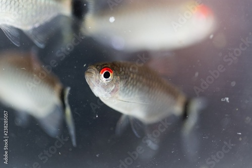 Redeye tetra (Moenkhausia sanctaefilomenae) photo