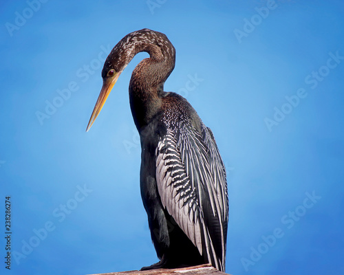 American anhinga (Anhinga anhinga) bird  or american needle duck perched on a branch, close up image with blue sky in the background