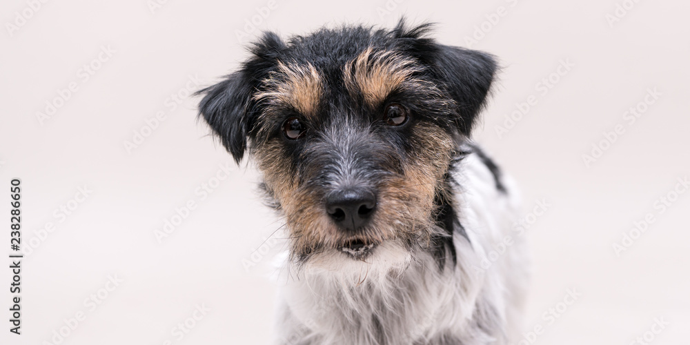 Jack Russell Terrier dog is posing on white background  isolated