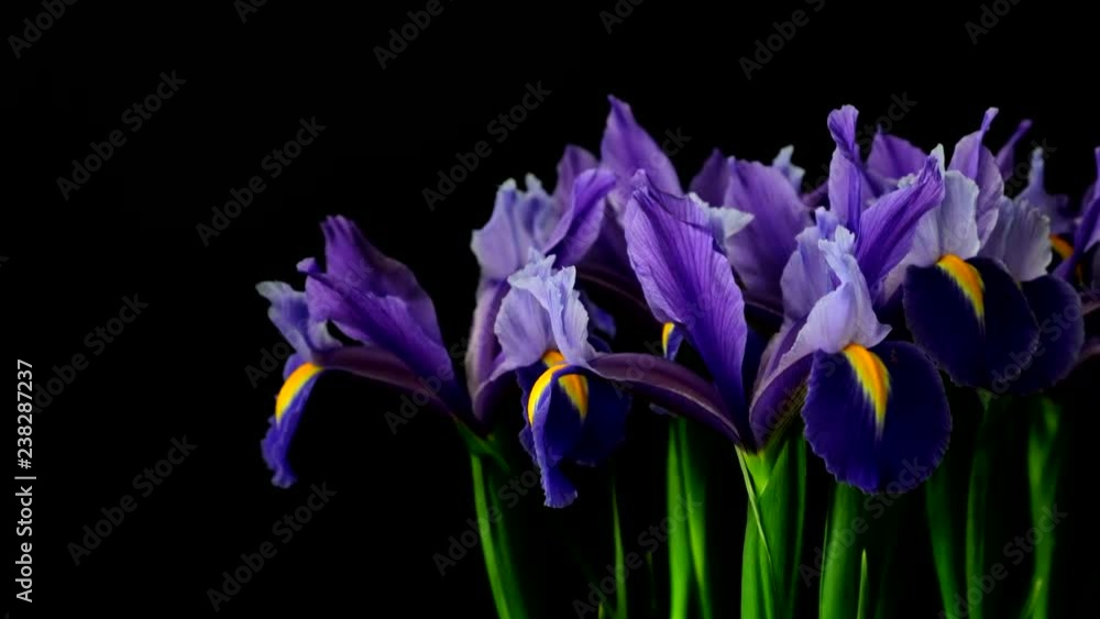 Bouquet violet fleur de lis on black background, Camera moves right. 4k Bouquet violet fleur de lis on black background, Camera moves right. 4k
