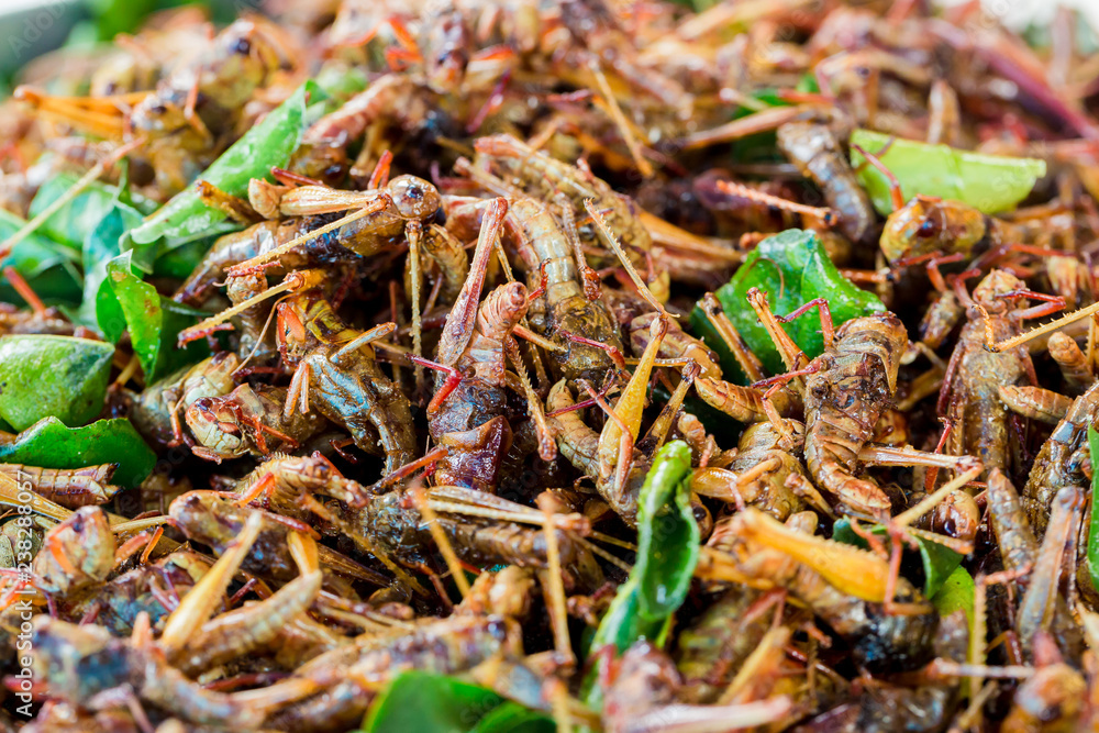 grasshopper fried or fried bug with kaffir lime leaf grasshopper fried or fried bug with kaffir lime leaf