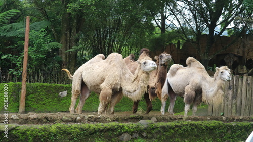 Fototapeta Naklejka Na Ścianę i Meble -  December 8, 2018 : white Camel community in Taman Safari, Bogor, West Java, Indonesia