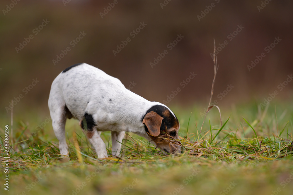 Jack Russell Terrier dog in the forest Jack Russell Terrier dog in the forest