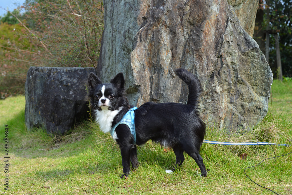 It is a picture of Chihuahuas taking a walk