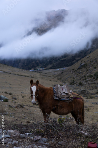 horse in the mountains