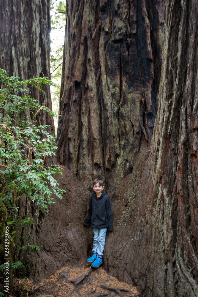 Kids Hiking at Lady Bird Johnson Grove Trail California Redwoods Kids Hiking at Lady Bird Johnson Grove Trail California Redwoods