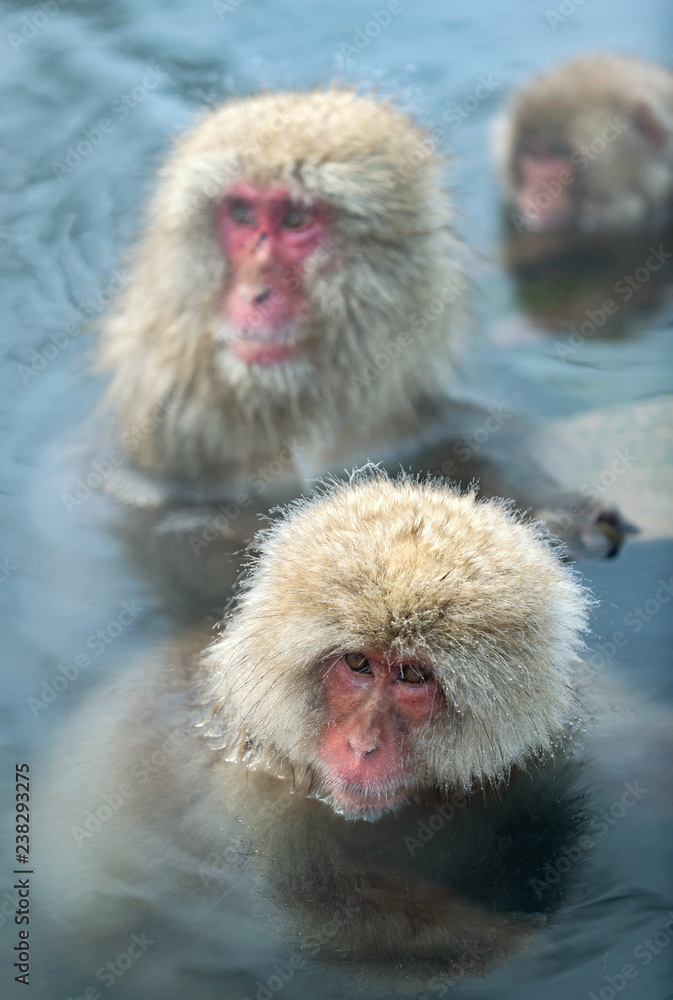 Fototapeta premium Japanese macaques in the water of natural hot springs. The Japanese macaque ( Scientific name: Macaca fuscata), also known as the snow monkey. Natural habitat, winter season.