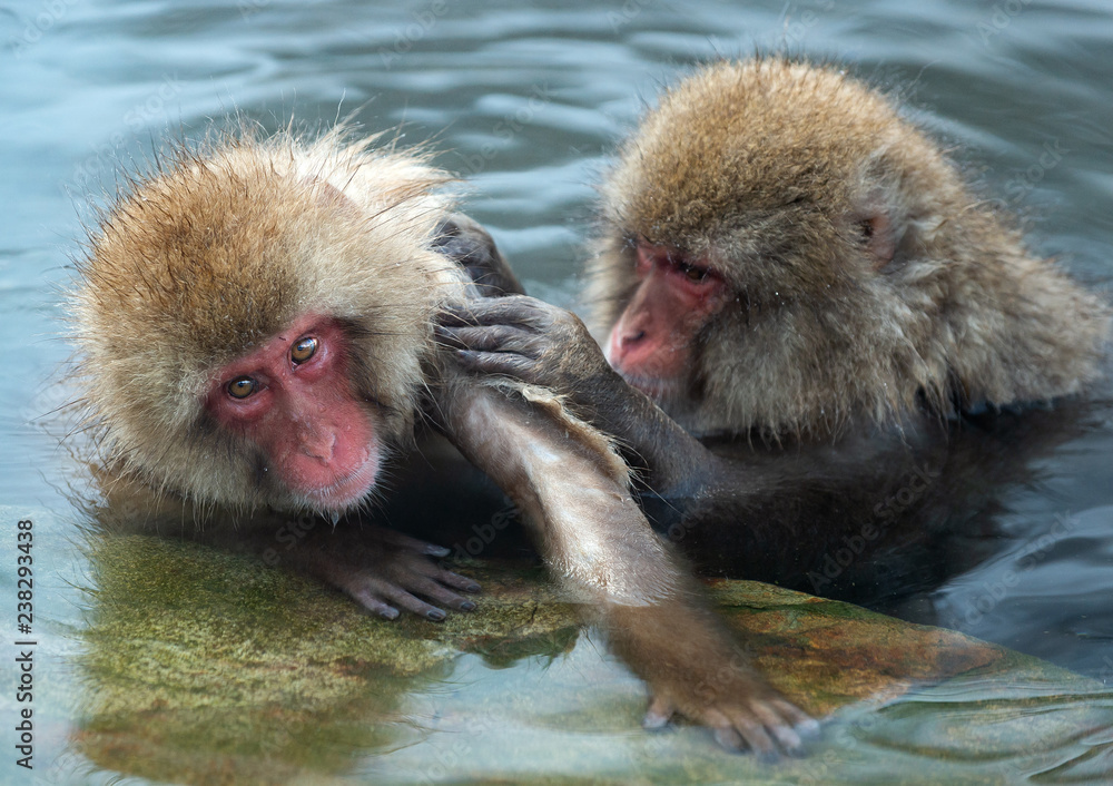 Fototapeta premium Japanese macaques in the water of natural hot springs. The Japanese macaque ( Scientific name: Macaca fuscata), also known as the snow monkey. Natural habitat, winter season.