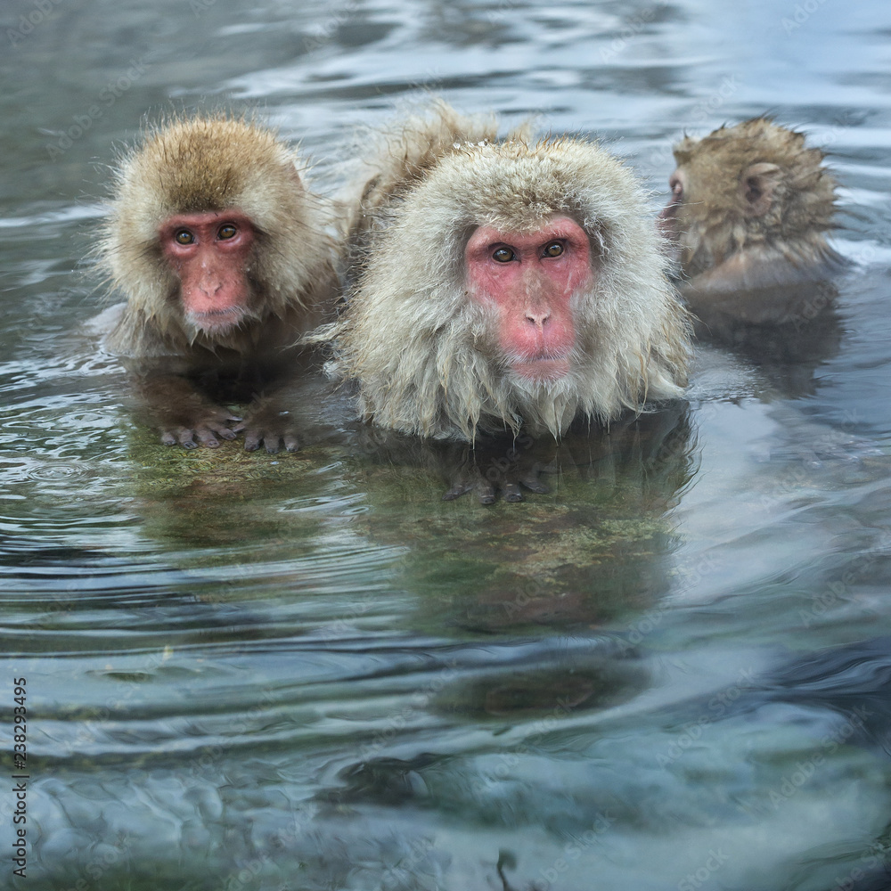 Naklejka premium Japanese macaques in the water of natural hot springs. The Japanese macaque ( Scientific name: Macaca fuscata), also known as the snow monkey. Natural habitat, winter season.