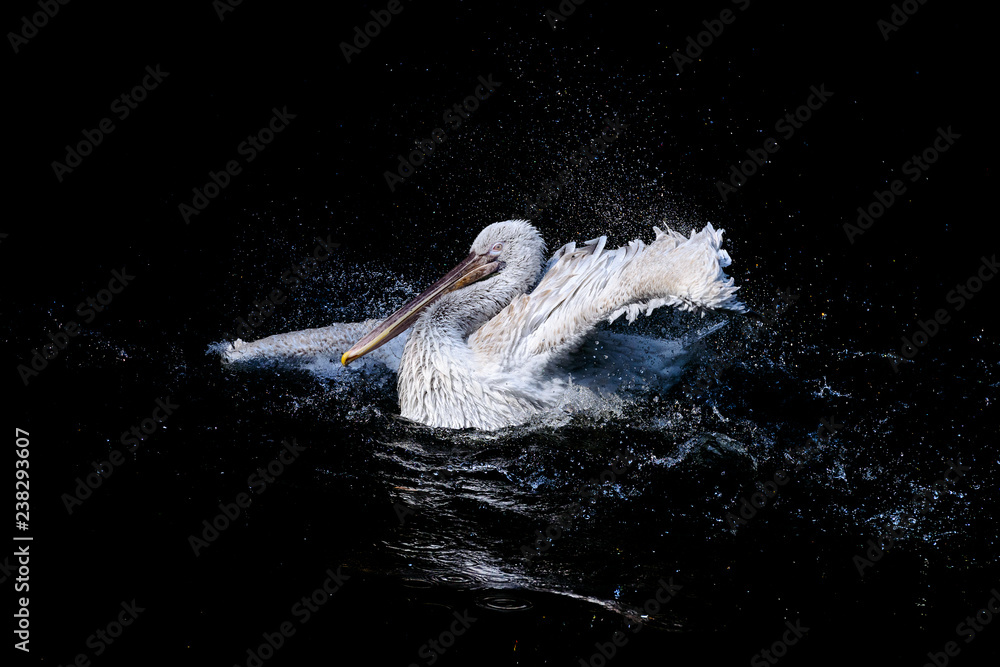 Naklejka premium Duży pelikan z trzepoczącymi skrzydłami i kroplami wody pływającej w czarnej wodzie