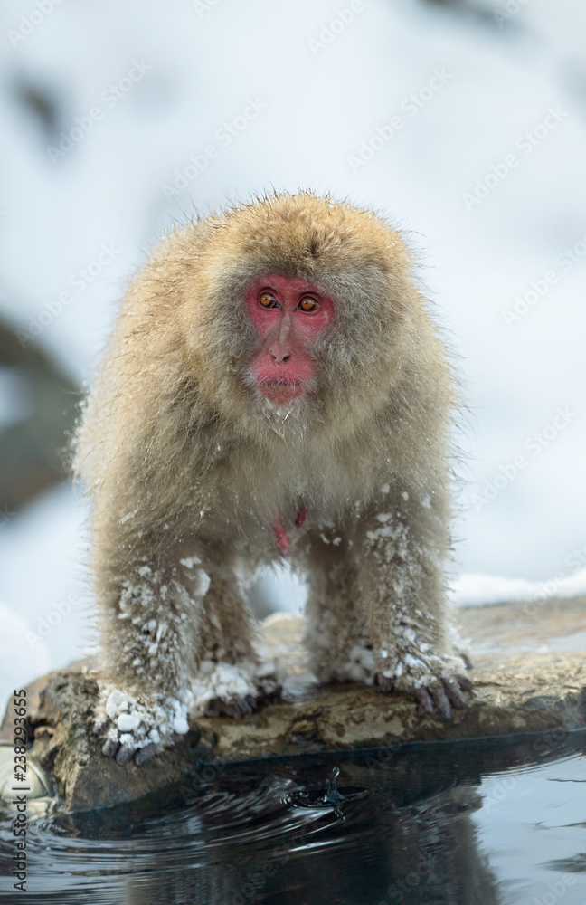 Obraz premium Japanese macaque near the natural hot springs. The Japanese macaque ( Scientific name: Macaca fuscata), also known as the snow monkey. Natural habitat, winter season.