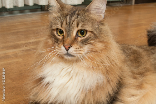 毛足の長い猫 Stock 写真 Adobe Stock