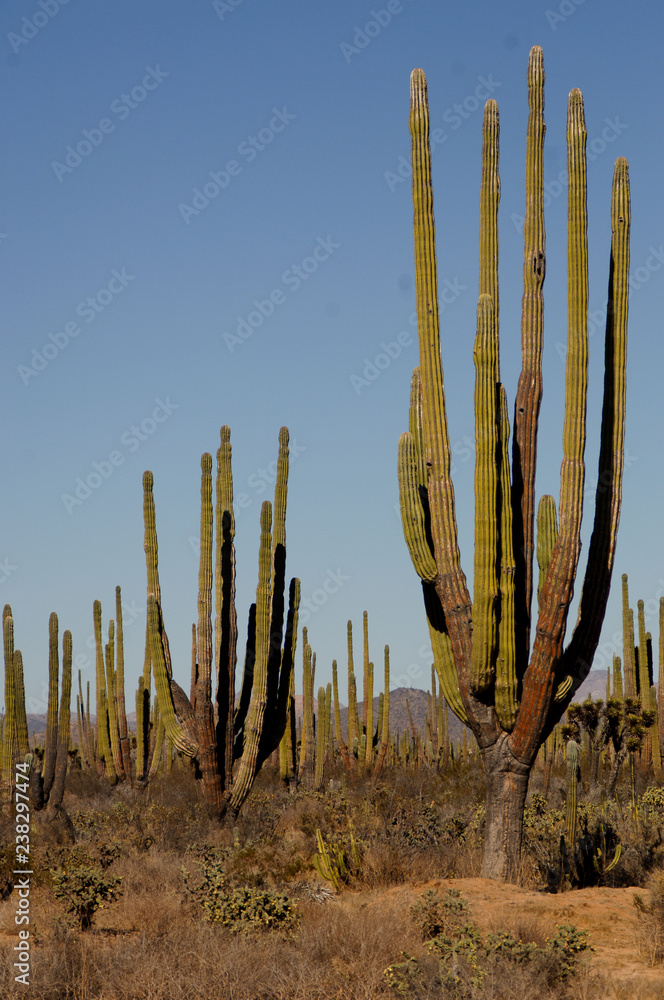  giant Cardon cactus of the Baja
