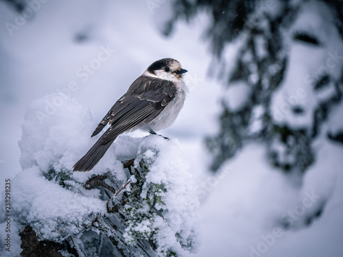Canada Jay in the snow