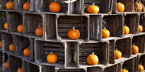 Colourful ornage pumpkin, marrows, squash and cougettes in autumn farmers market shop. photo