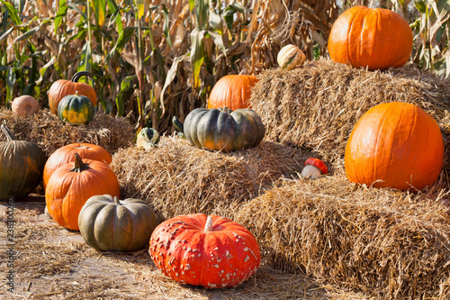 Many different pumpkins and squashes for sale on the food farmers market  -  farvest time in permaculture farm. photo