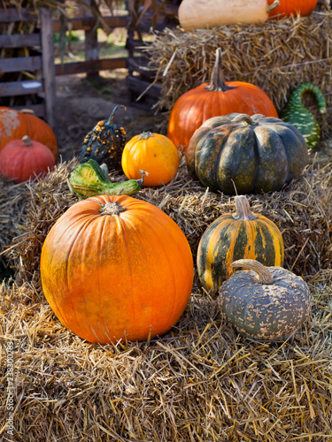 Pumpkins for sale in the farm shop after harvest. photo