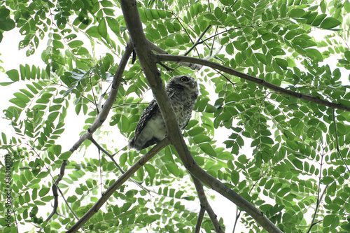 Spotted owl © pichaitun